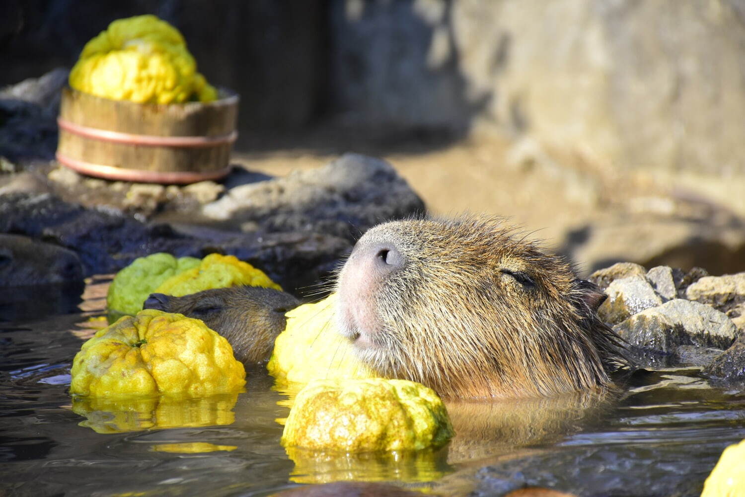 40 Years of Hot Baths for Capybaras